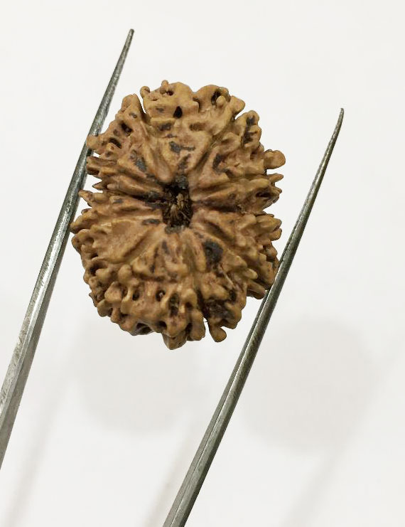 10 Mukhi Certified Rudraksha (Nepal Origin) Size 18-20 mm